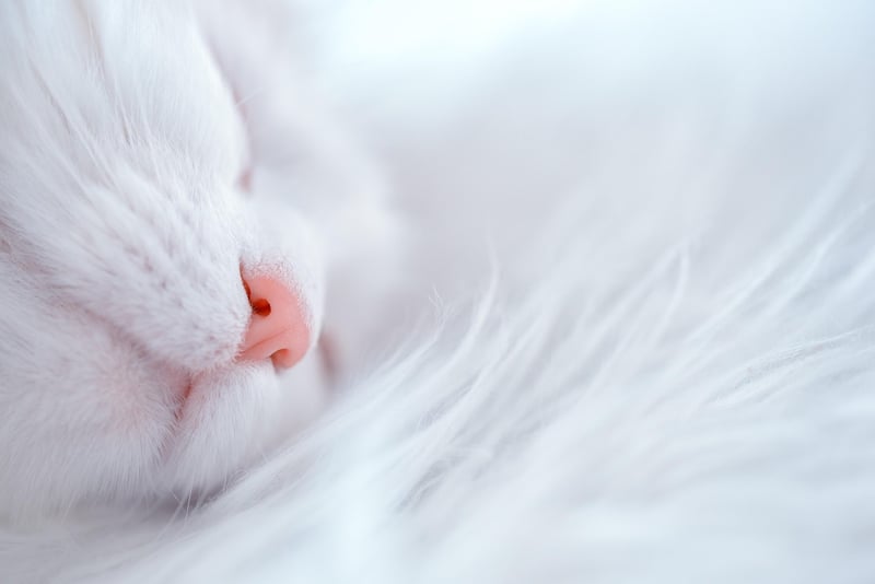 Dreamy Closings