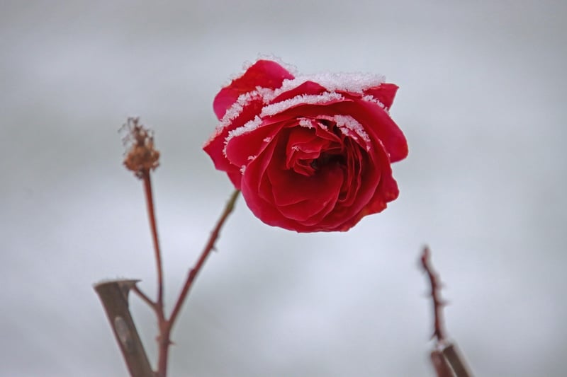 Enchanted Garden Flowers